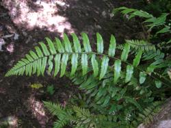 Blechnum filiforme. Sterile frond bearing stalked pinnae with toothed margins.
 Image: L.R. Perrie © Leon Perrie CC BY-NC 3.0 NZ